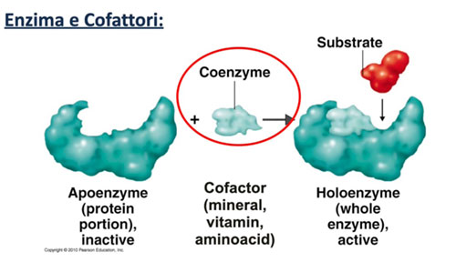 Cofattori