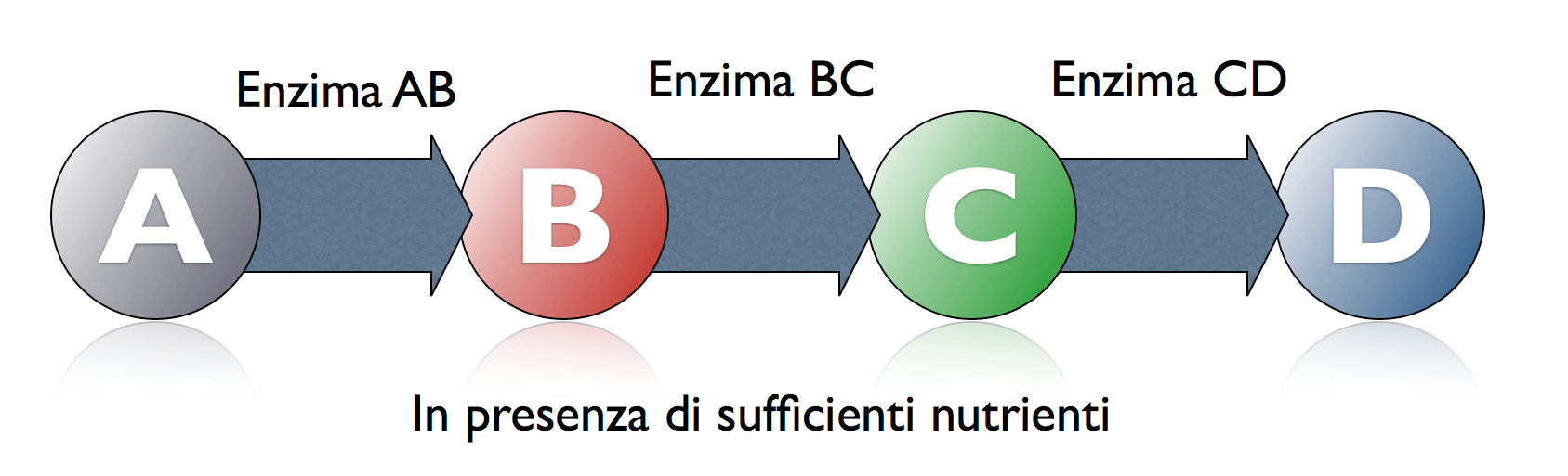 Nutrienti sufficienti